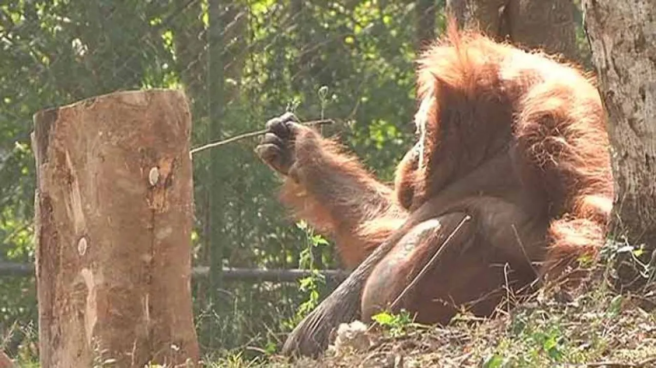 India's lone orangutan ‘Binny’ dies at Nandankanan