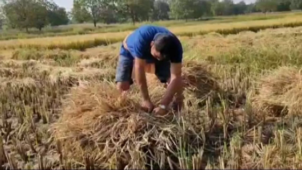 This MLA toils in paddy fields to boost morale of farmers