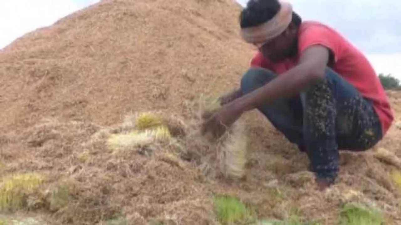 Paddy procurement lapses: Odisha farmers continue to suffer