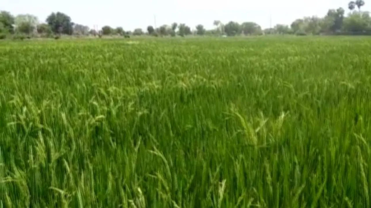 Odisha to be awarded for surplus food grain production