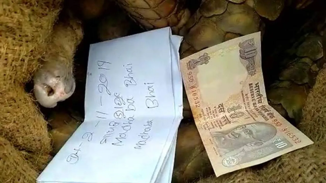 Pangolin Smuggling In Odisha: Notorious Wildlife Trafficker Nabbed