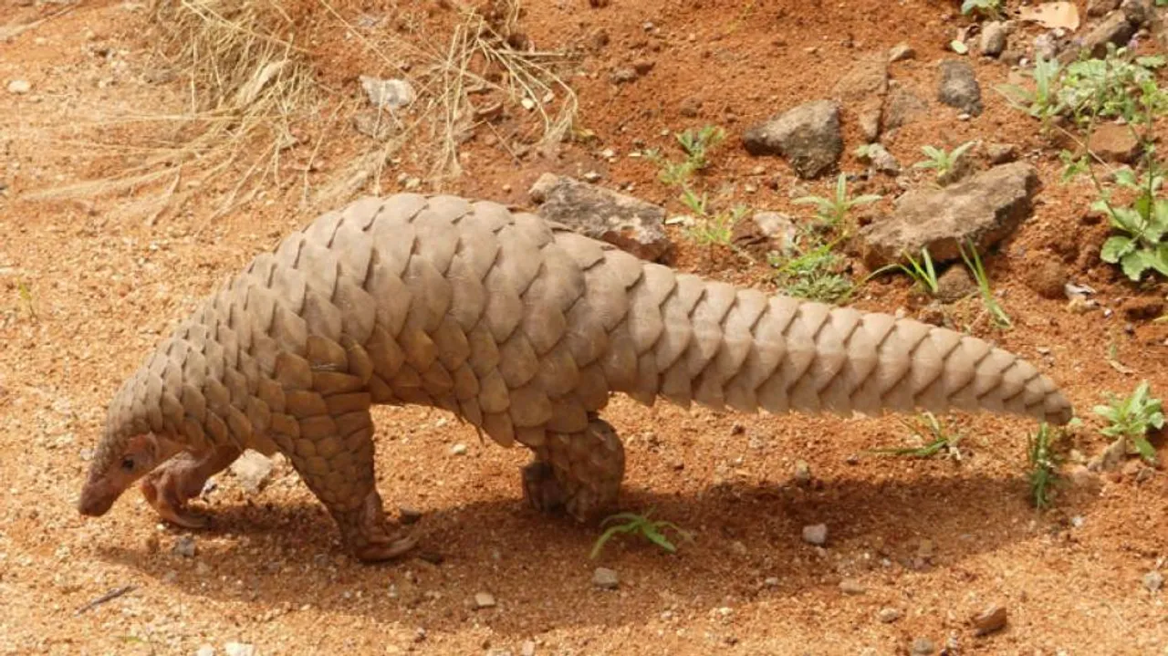 Villagers Attack Forest Officials During Bid To Rescue Pangolin