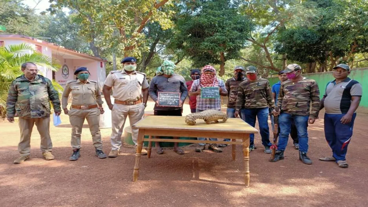 Pangolin Racket: Dhenkanal Forest Division Seeks Help Of Crime Branch STF