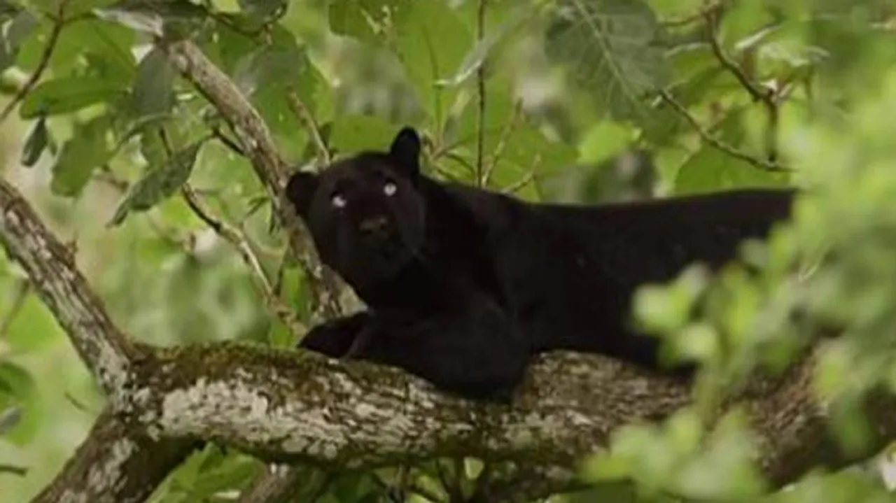 Black Panther Attacks Street Dog In This Viral Video #WATCH