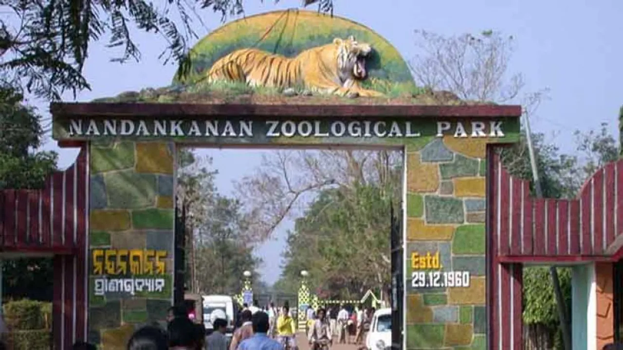 Nandankanan Loses 21-Year-Old Lion 'Pichhan’