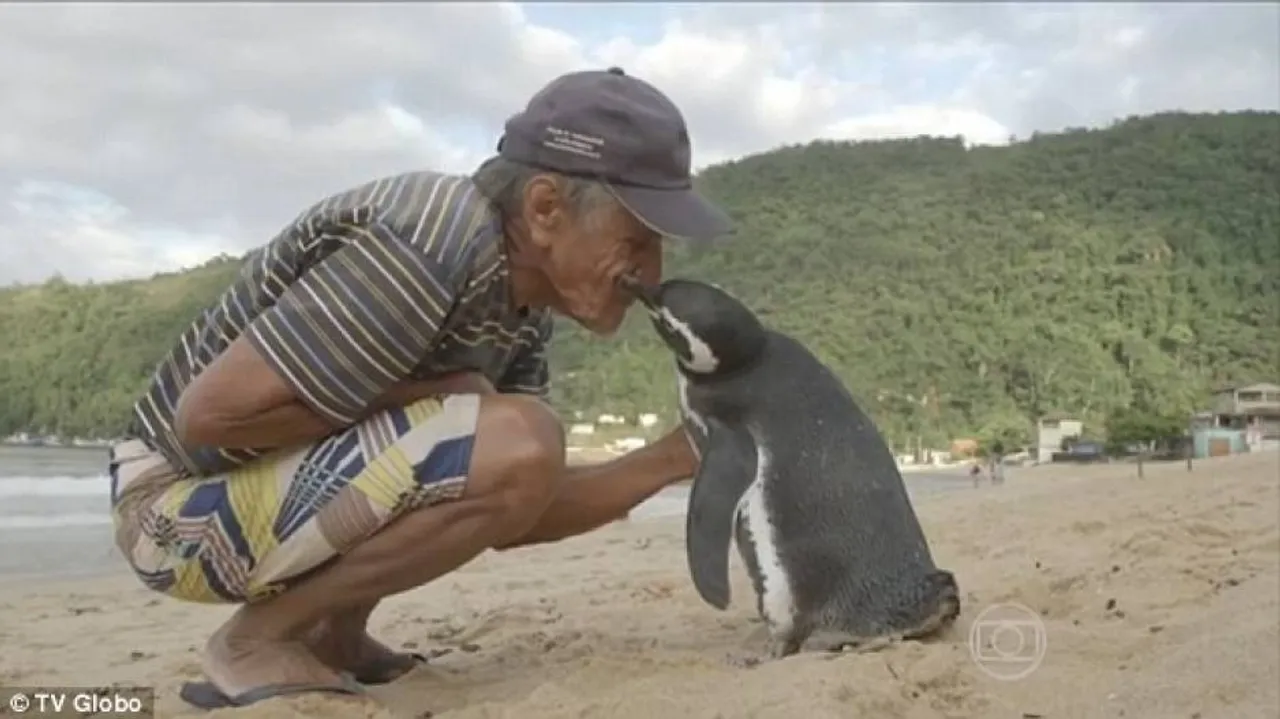 Loyal penguin travels thousands of miles to meet his rescuer