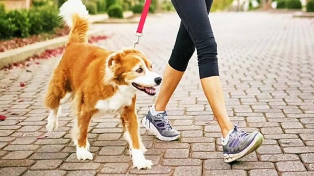 Covid-19 Odisha Lockdown: Owners be allowed to walk pets outside, Animal Welfare Board requests all States