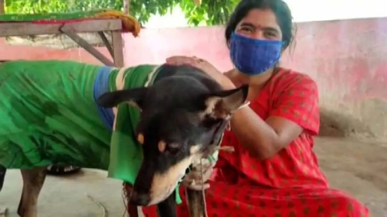 Dog Shot By Arrow Gets New Life After 3-Hour Surgery In Odisha