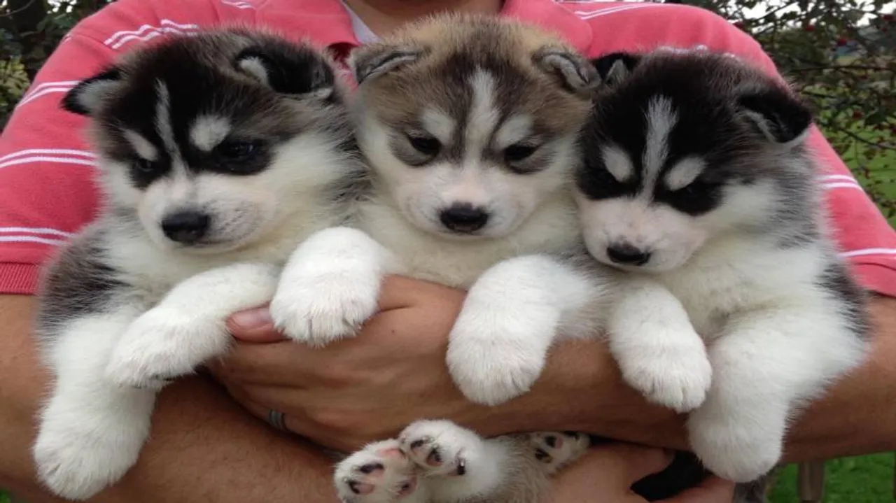 Having a pet dog cuts heart disease risk