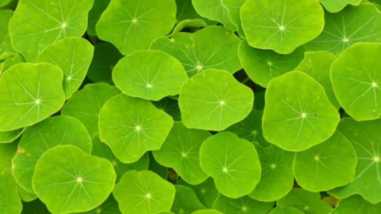 First photosynthesis took place 1.25 billion years ago: Study