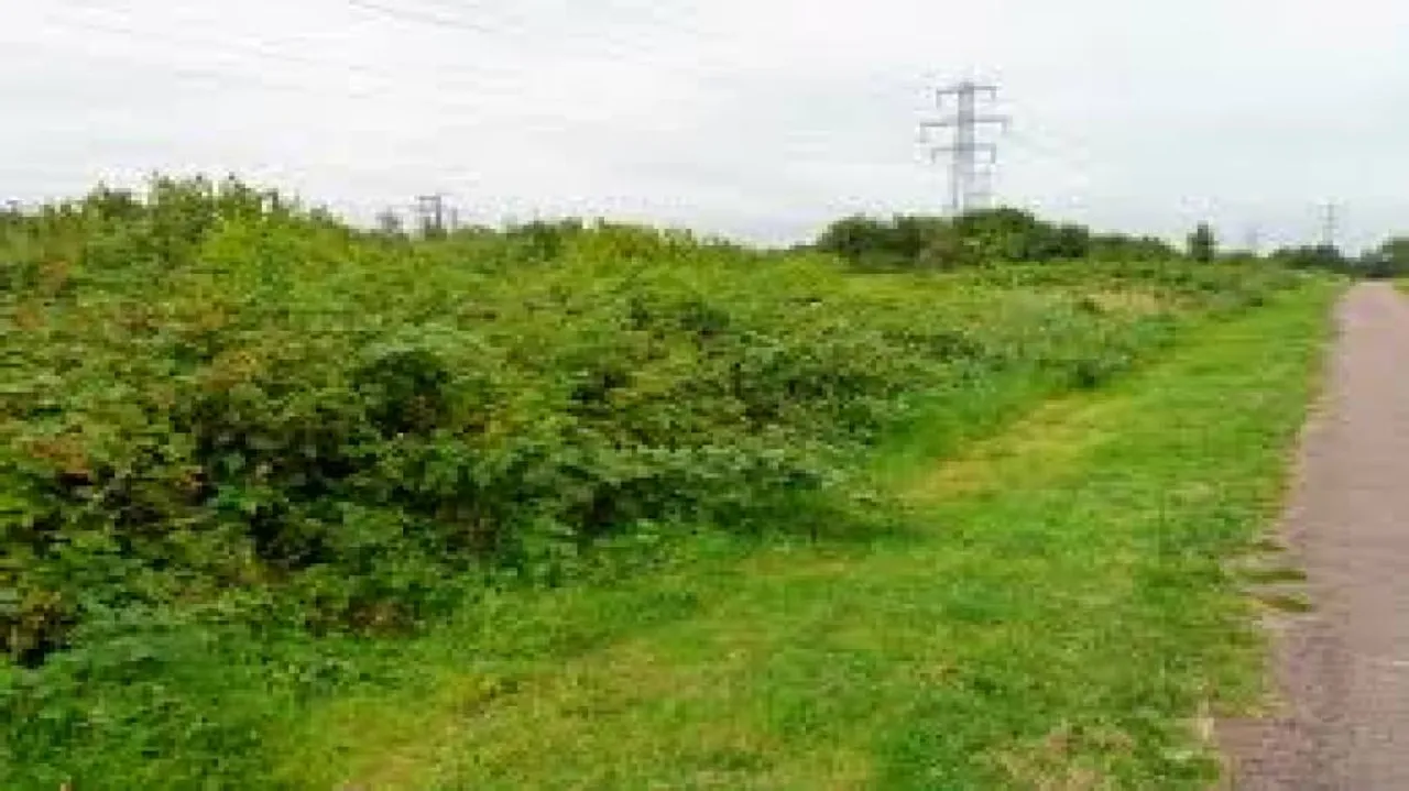 Bad tree planting can harm biodiversity