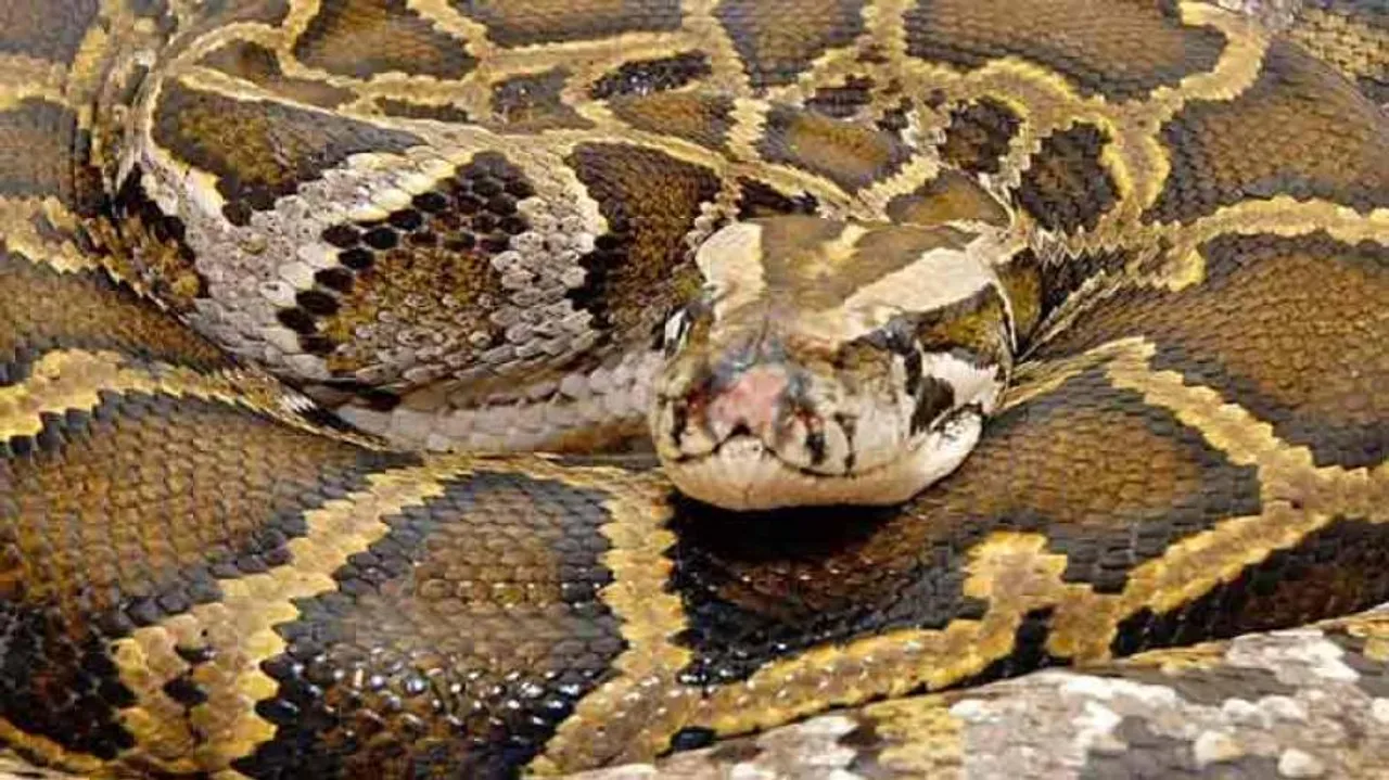 8-feet long python rescued near canal in Mayurbhanj