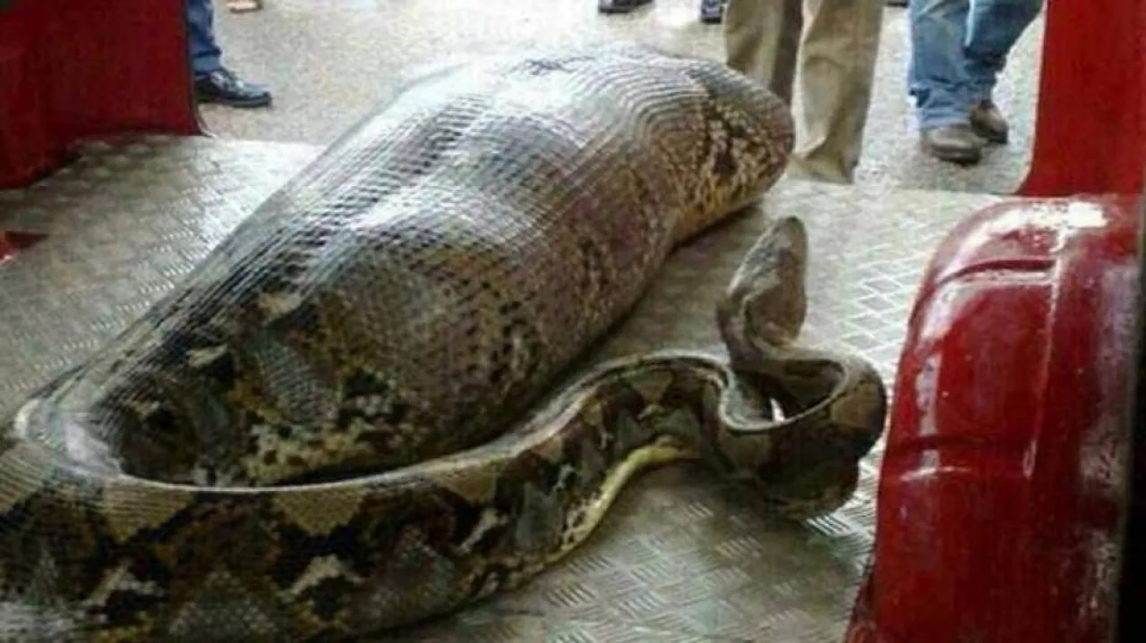 Indonesian woman swallowed by giant python