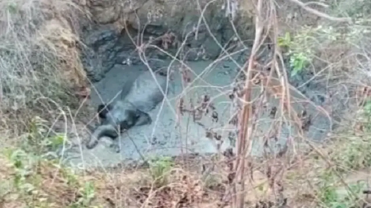 Female elephant falls into abandoned well in Sambalpur, rescued 