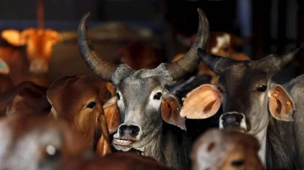 IIT-Delhi gets 50 proposals to study cow milk benefits: Centre