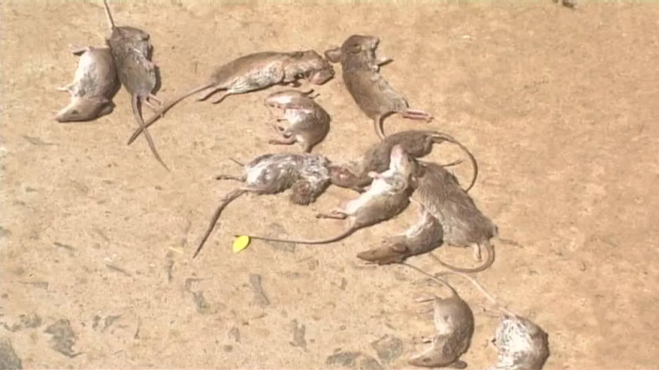 After rats, snakes and cats found dead in Kendrapara villages!
