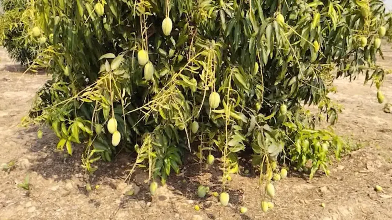 Odisha’s Telkoi mango all set to go beyond state boundary 