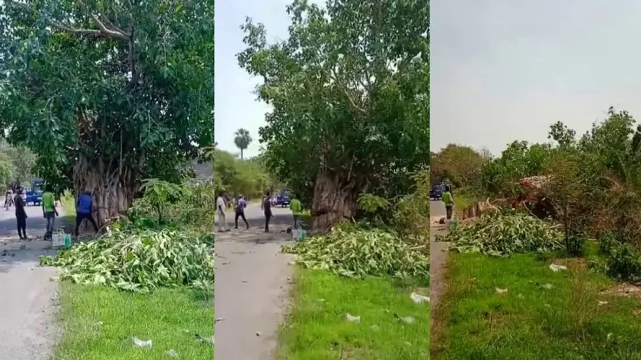 Felling Of A Banyan Tree