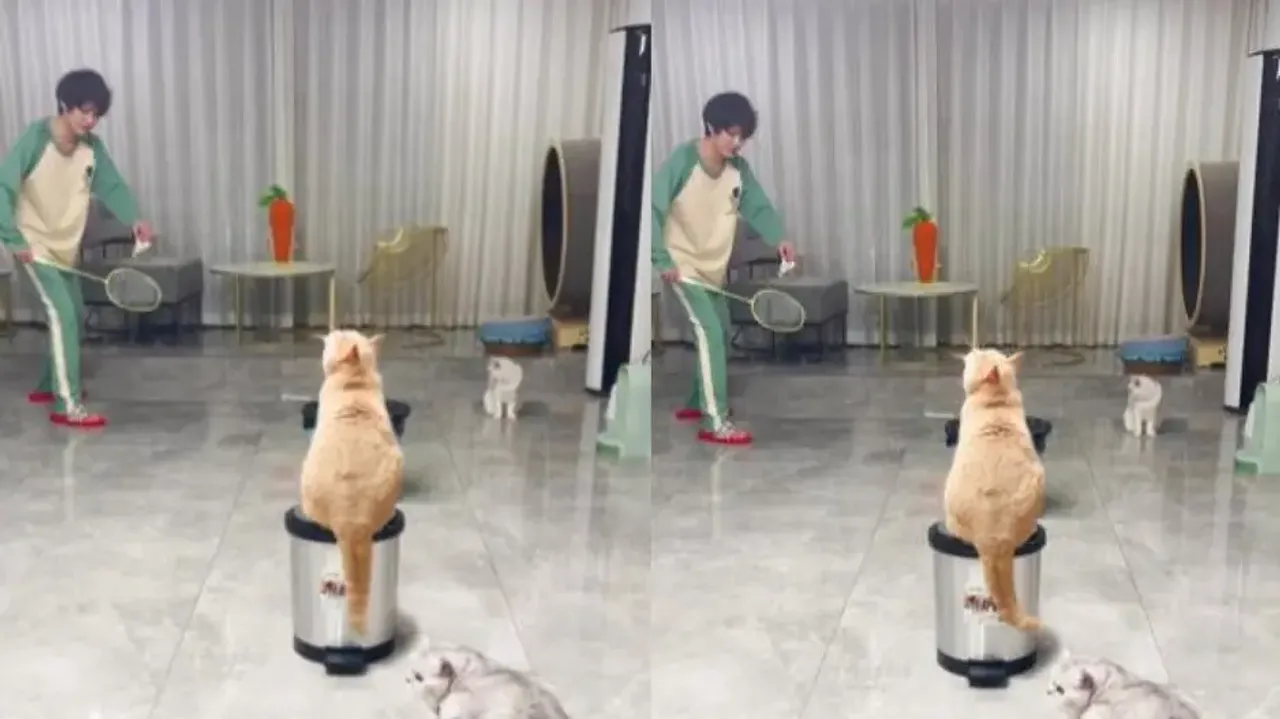 Pet cats join youth to play badminton; video will leave you amazed