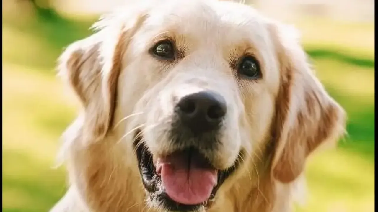 Bengal couple commits suicide, leaves 'wish list' for pet dog