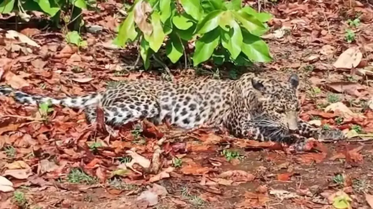 Leopard rescued from Nuapada forest found in poor health