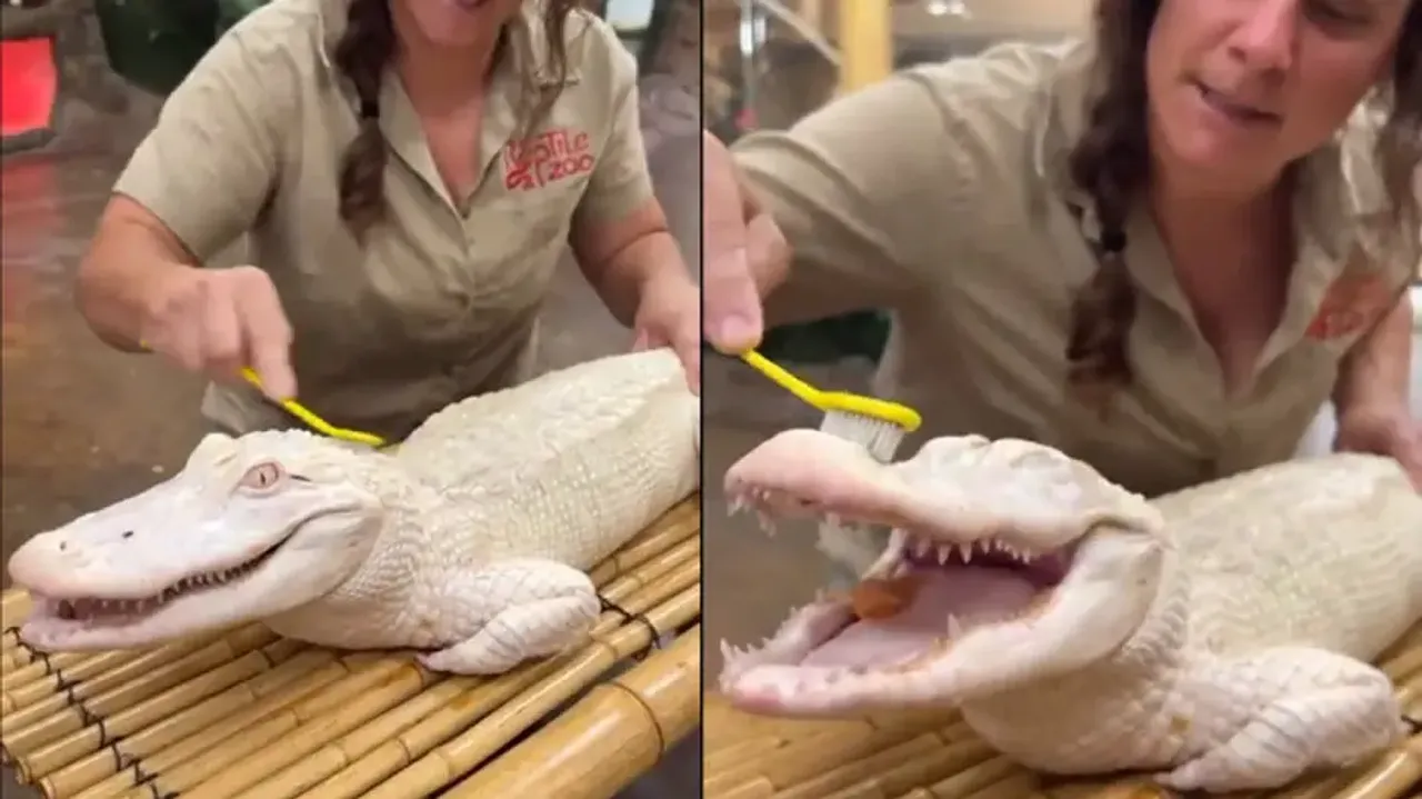 Albino crocodile is all 'smiles' while taking bath & scrub, watch