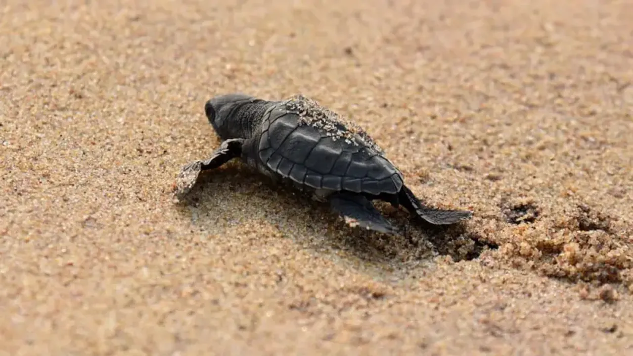 Baby Olive Ridley turtles make their way to sea