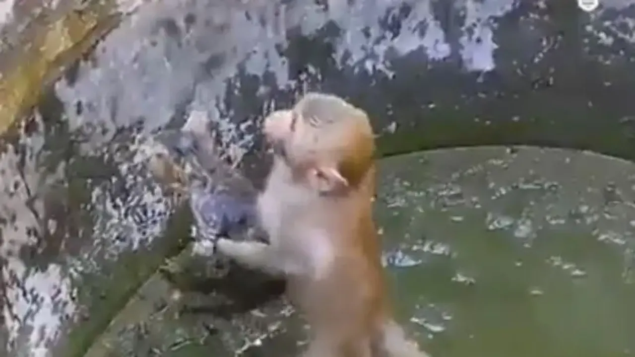 Monkey saves cat stuck in abandoned well, video melts hearts online
