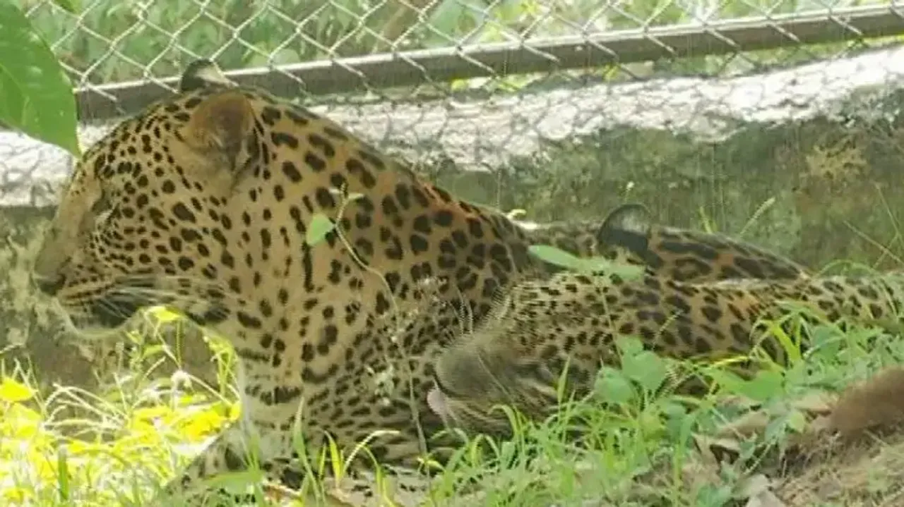 Ensure adequate availability of water for wildlife, PCCF directs DFOs