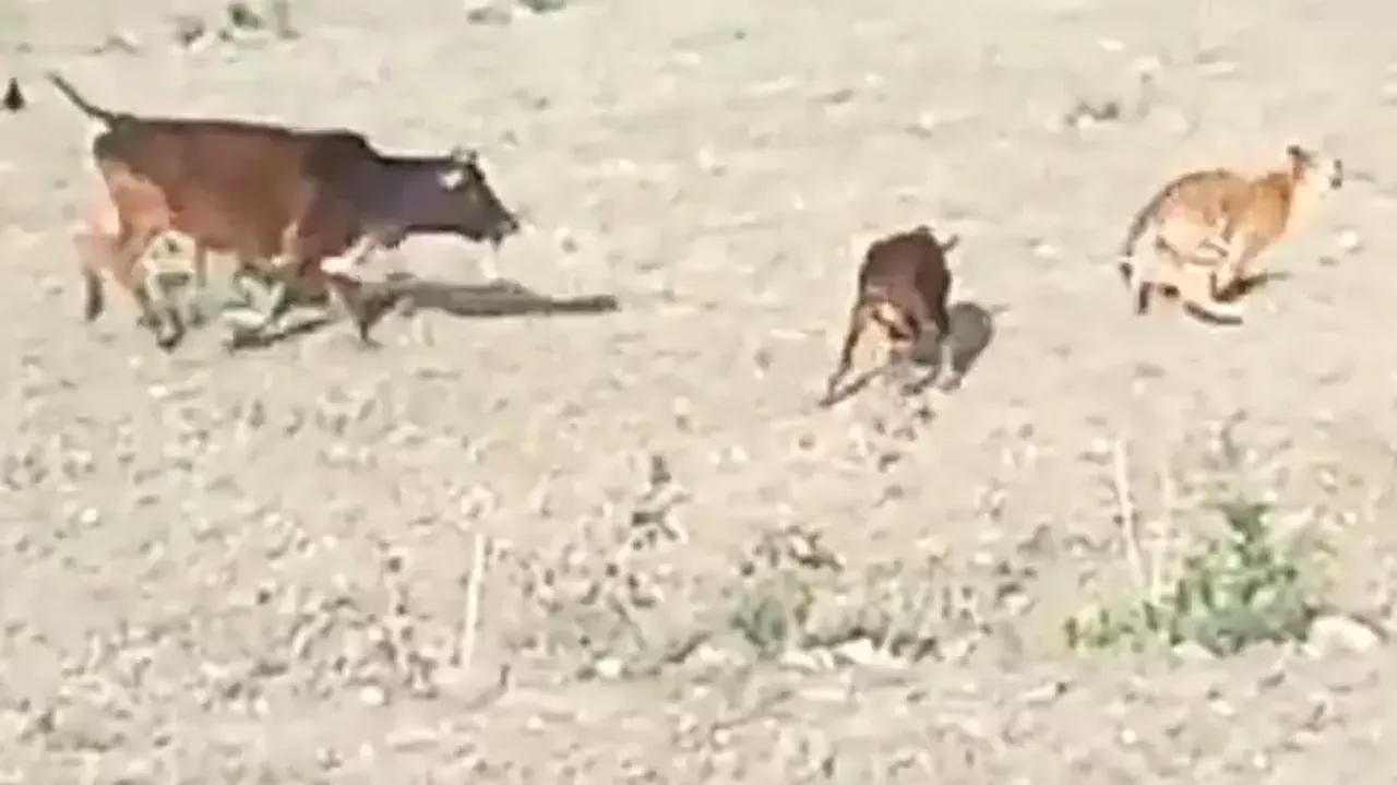 Brave cow attacks tiger to save its calf, wild cat departs; watch