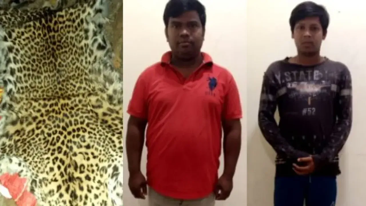 Crime Branch STF seizes leopard hide in Phulbani, 2 held