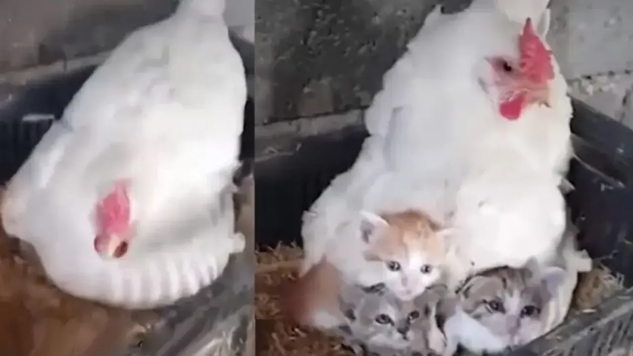 Hen fosters kittens! Video leaves netizens in awe; watch