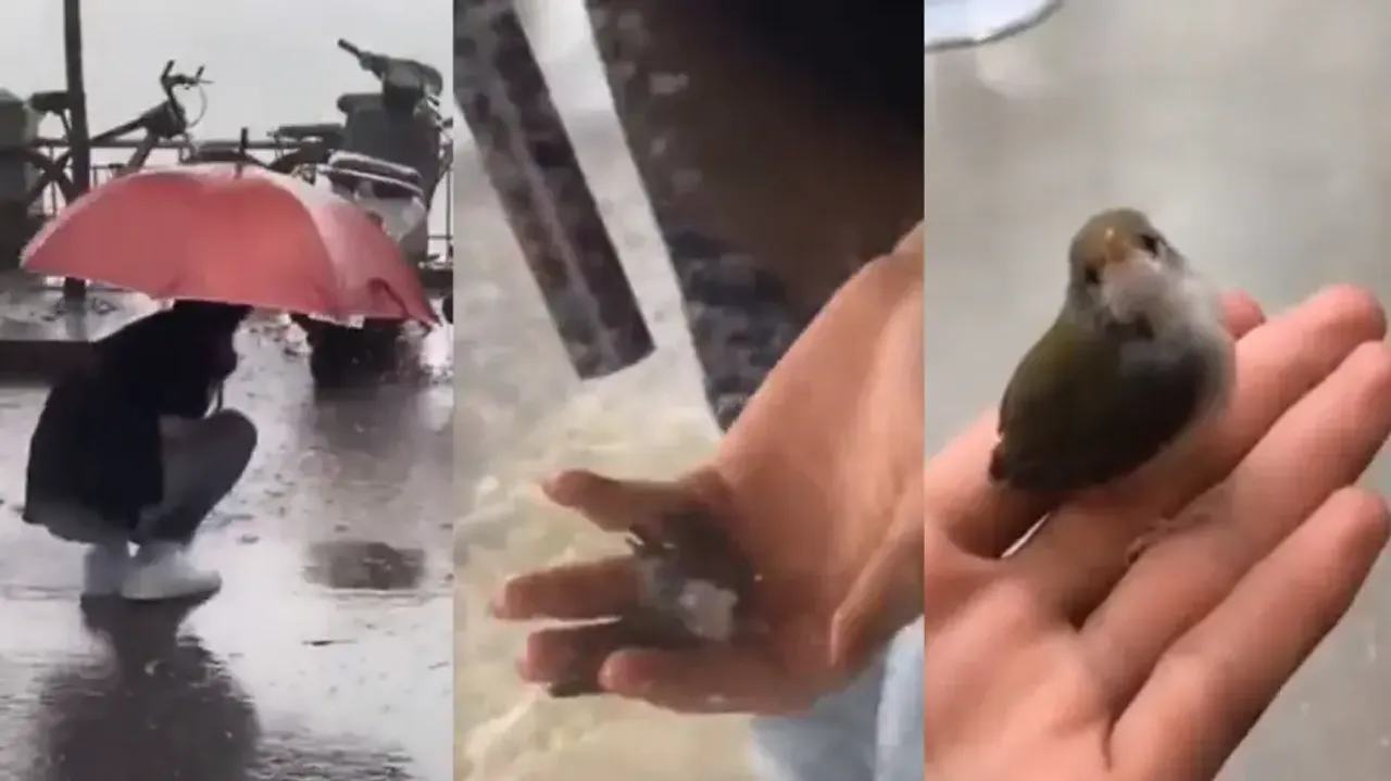 Humanity still alive! Boy rescues tiny bird lying drenched on road; watch