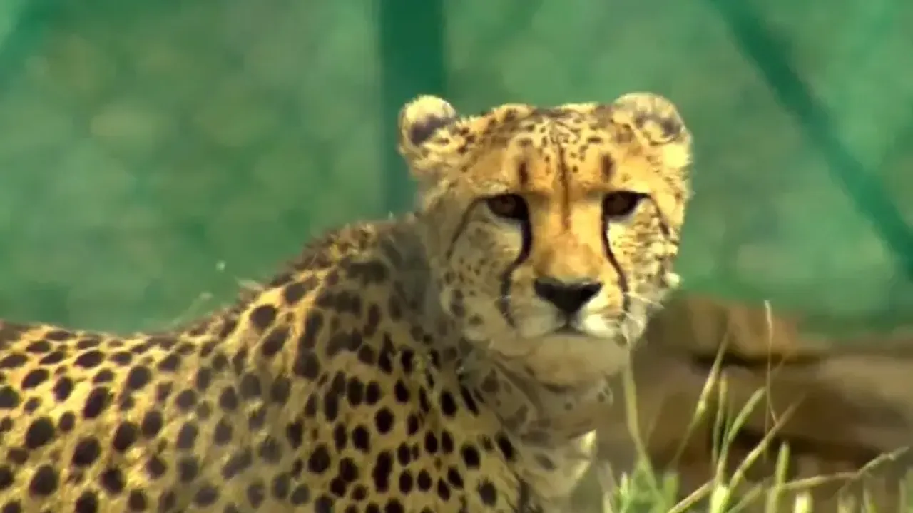 Some cheetahs to be shifted to new habitats due to lack of space at Kuno