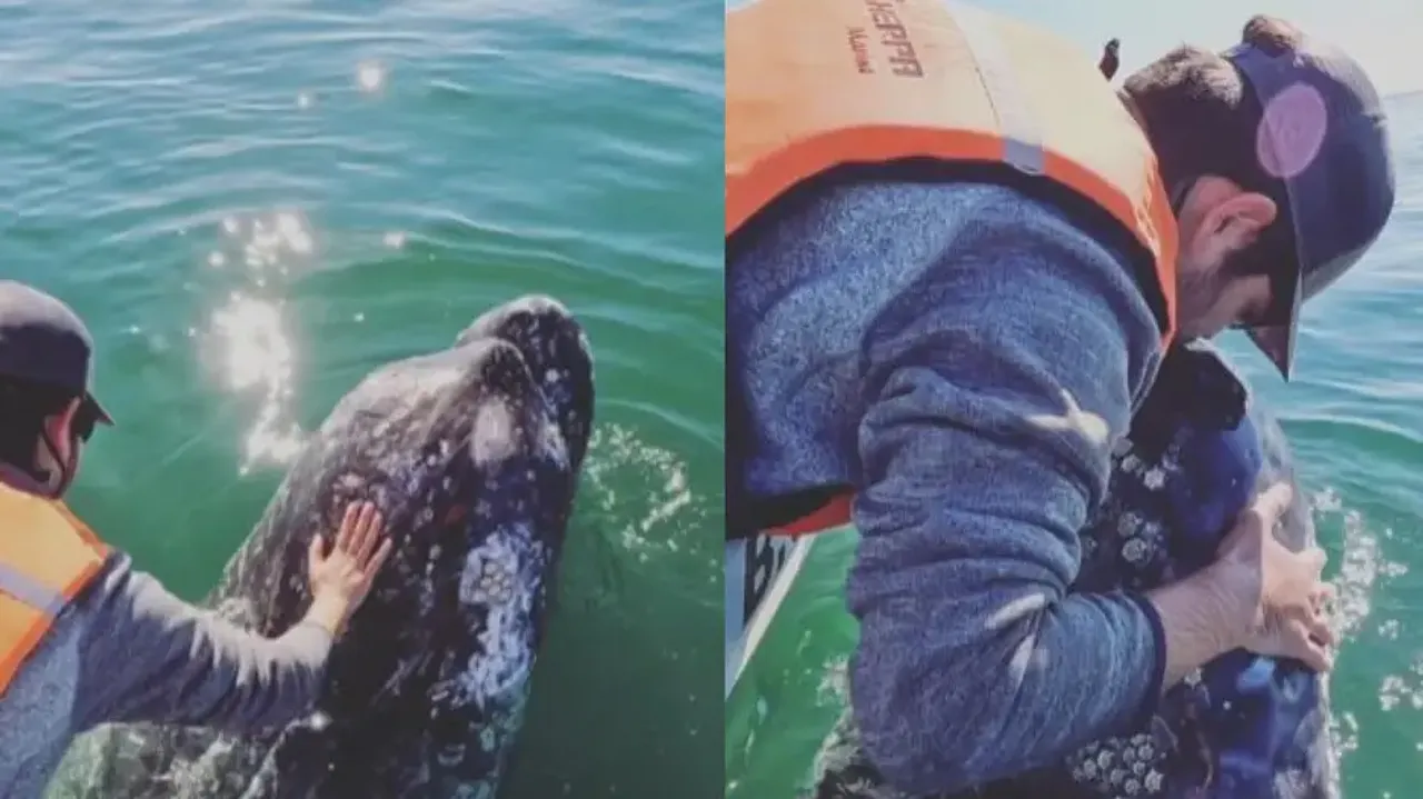 Man kisses huge whale, video will leave you stunned – Watch
