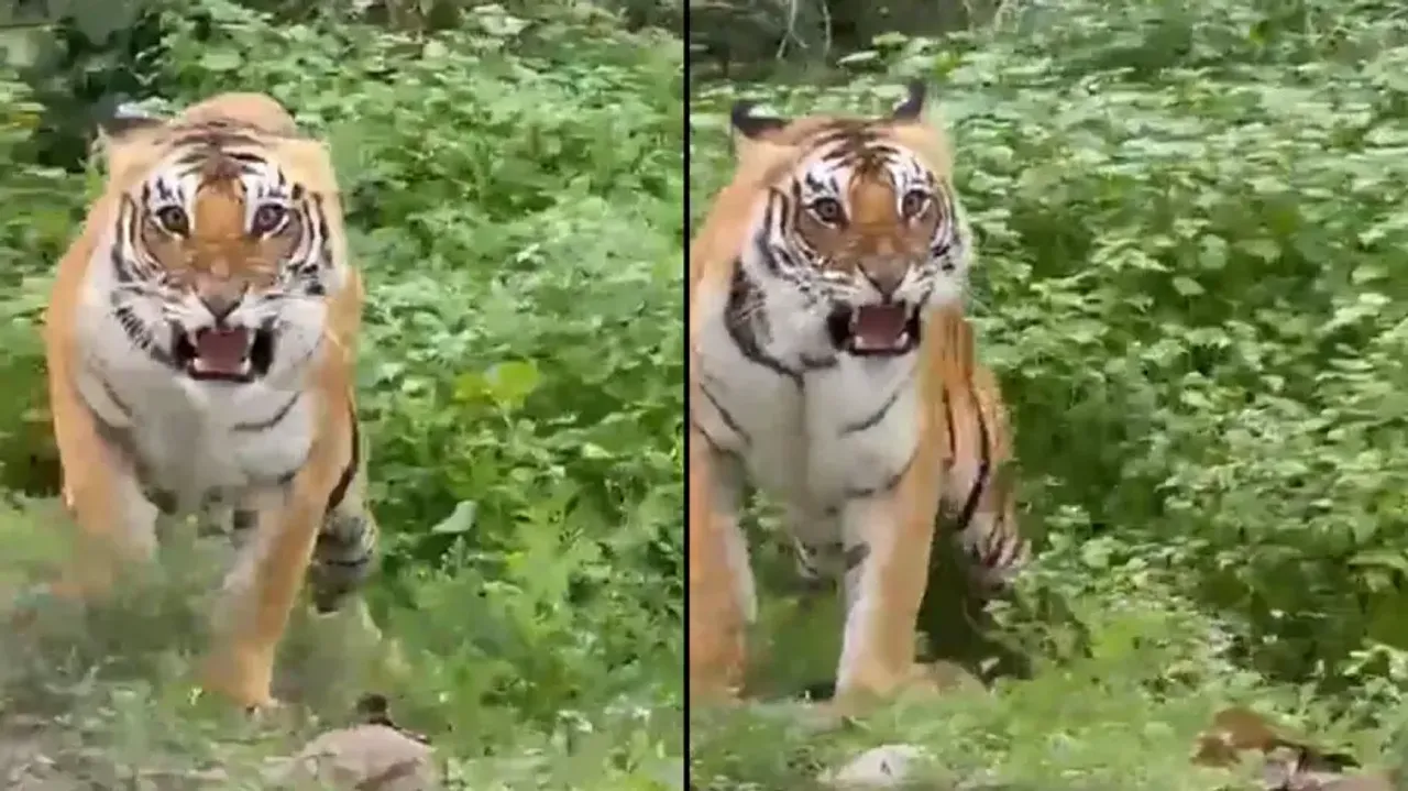Angry Royal Bengal Tiger attacks visitors on safari, watch what happens next