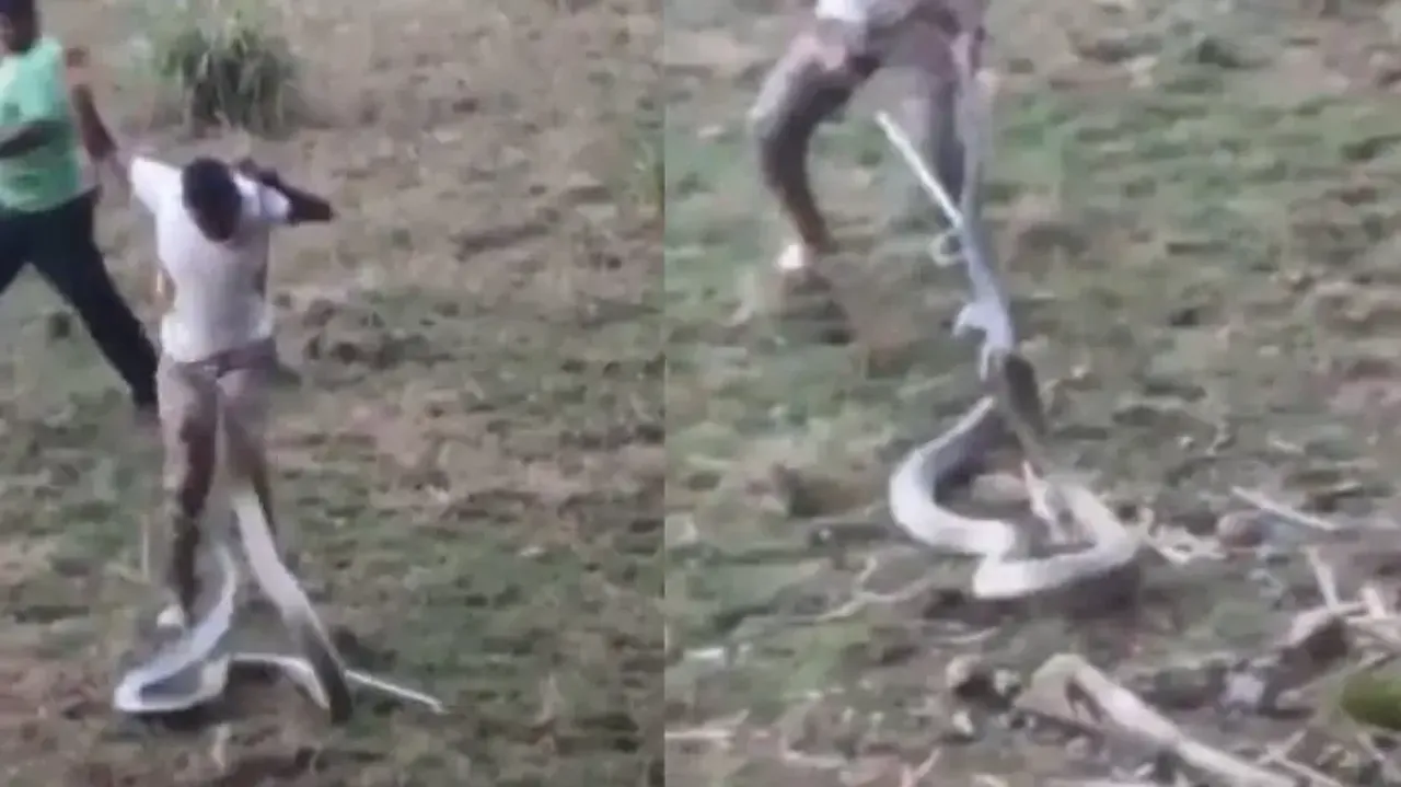 Bone-chilling video of huge king cobra being captured in Goa will give you goosebumps – Watch