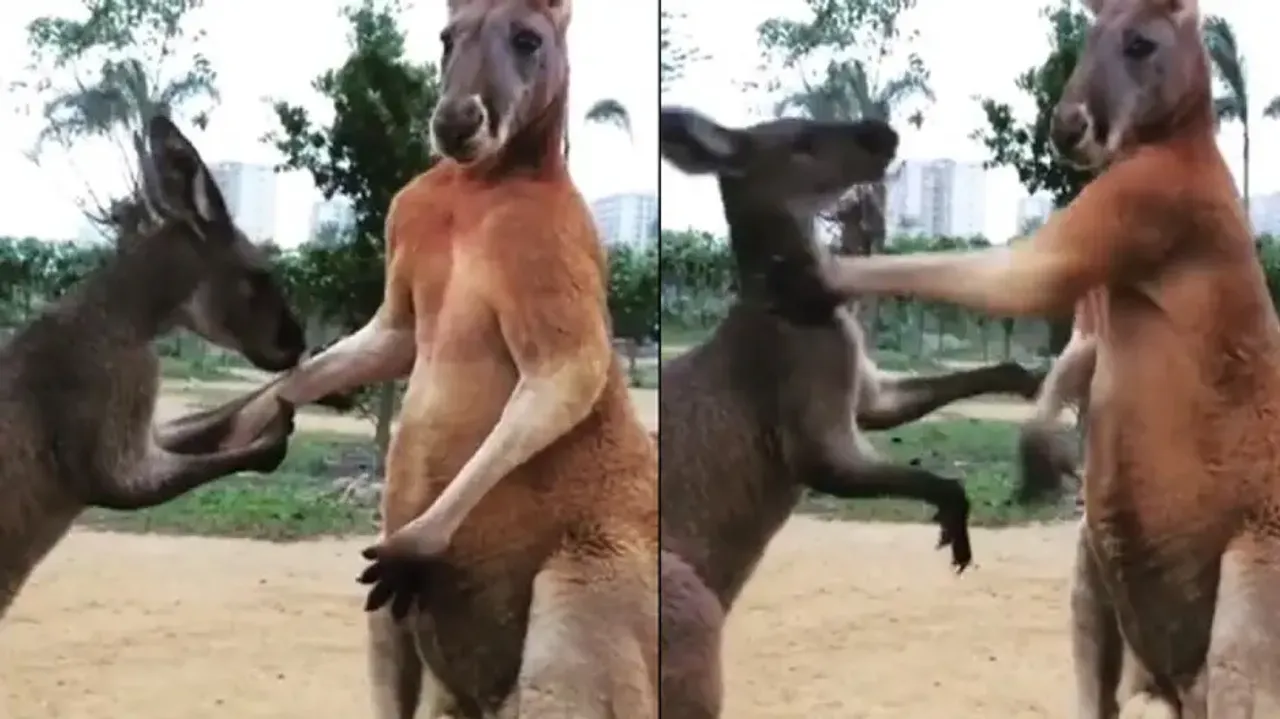 Short ‘love story’ of Kangaroos is heart-winning, doe showers kisses on angry buck; watch