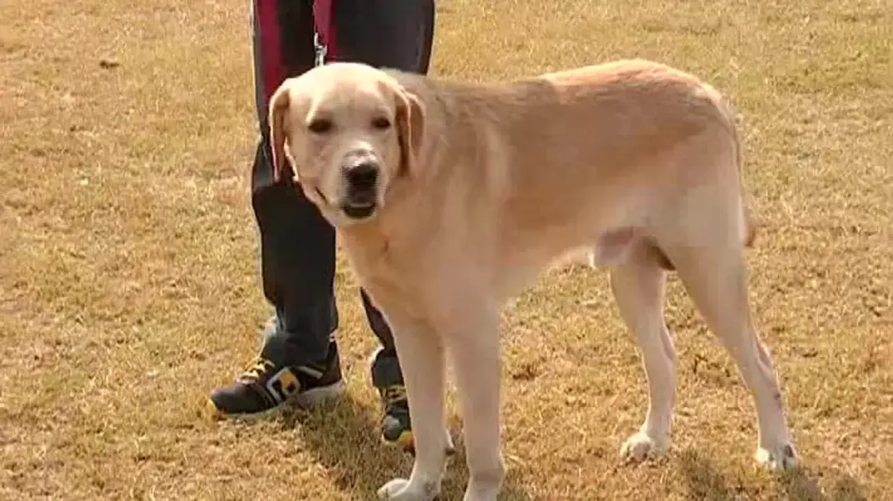 Bhubaneswar pet owners to cough up Rs 10000 penalty for dog bite, BMC's new rules irk animal lovers