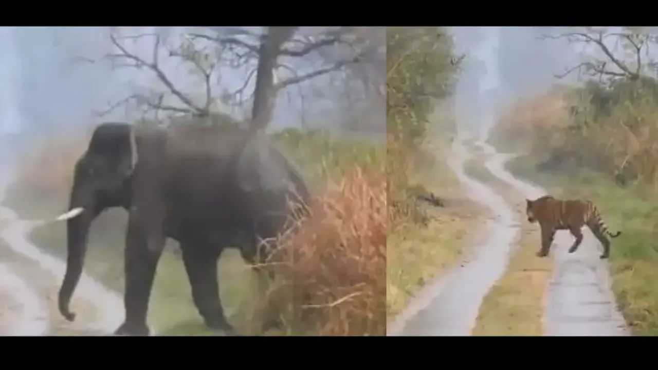 Elephant trumpets on smelling tiger, king gives way to the titan herd - Watch