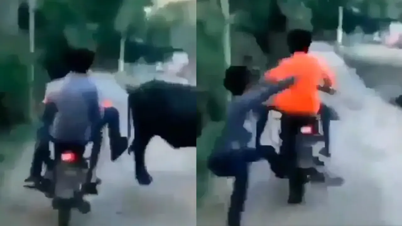 Boy kicks buffalo from moving bike, suffers instant karma; watch