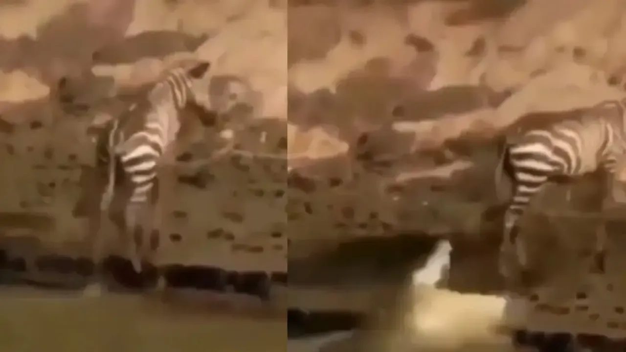 Crocodile gets frustrated ‘like a child’ after missing prey, watch its reaction