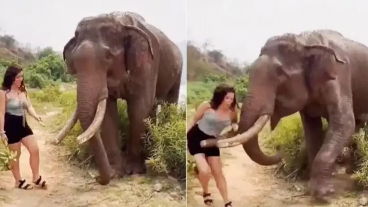 Woman tries to fool hungry tusker, suffers instant karma – Watch