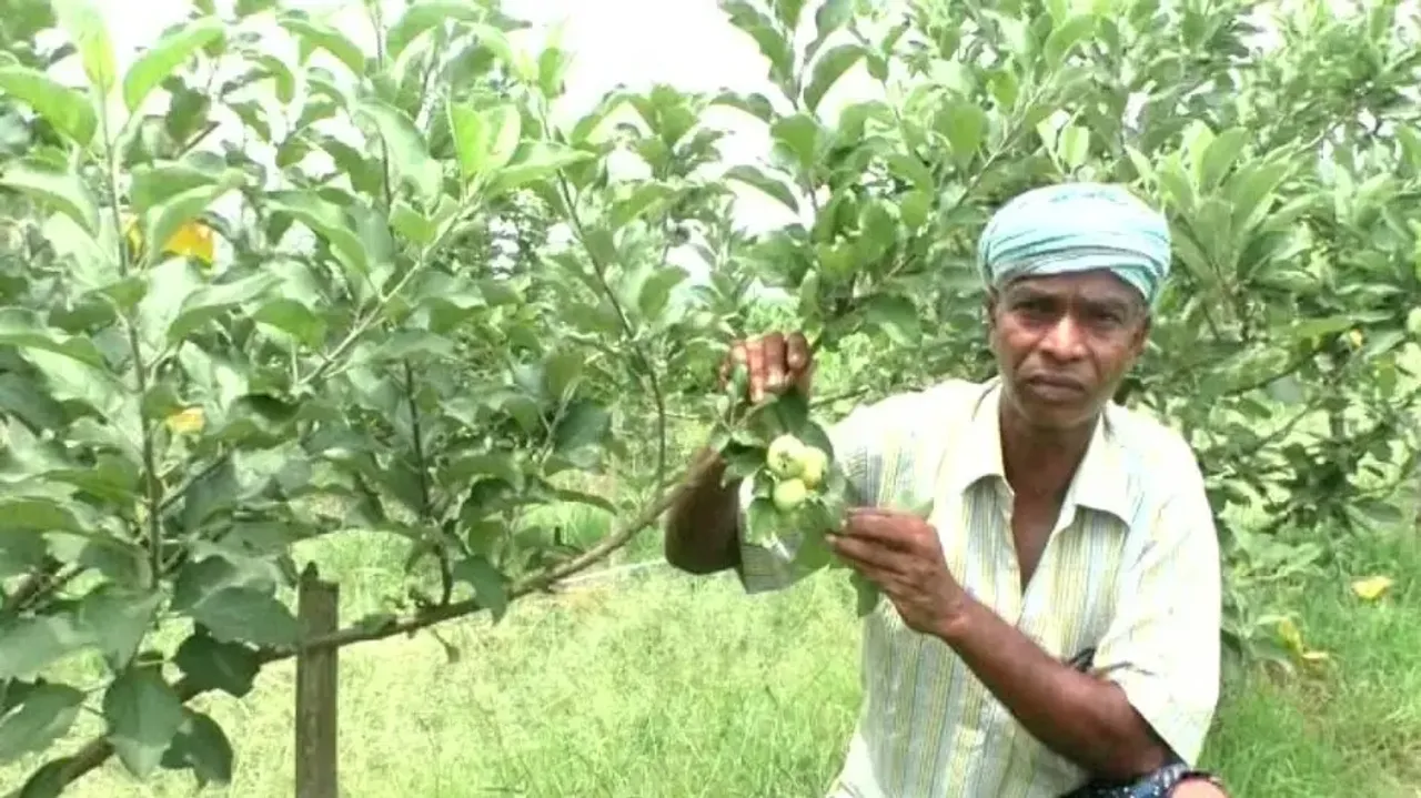 Odisha farmer scripts success story in apple cultivation 