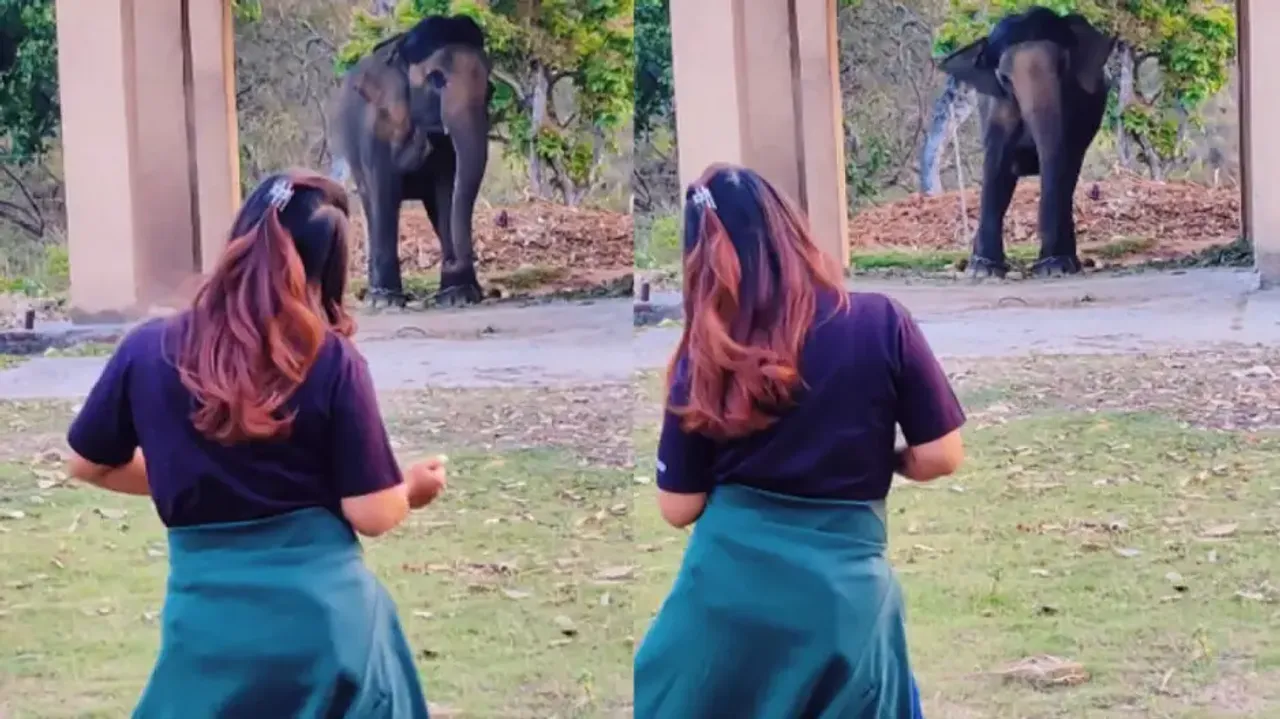 Elephant swings its body to and fro imitating girl! Netizens express concern for majestic being; wat