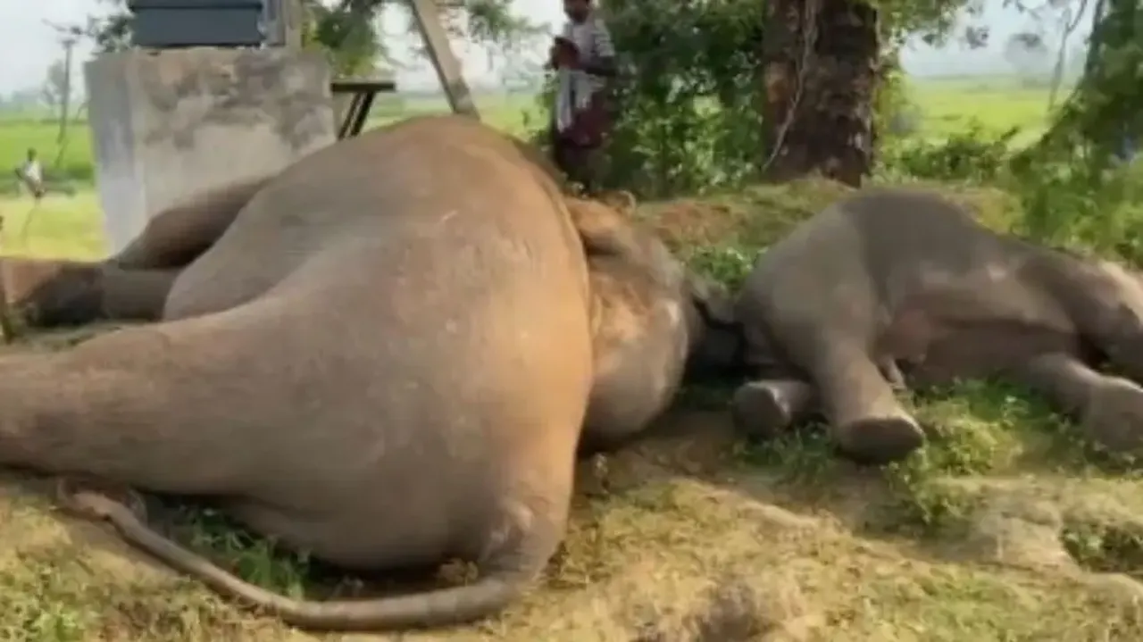 Elephants Electrocuted