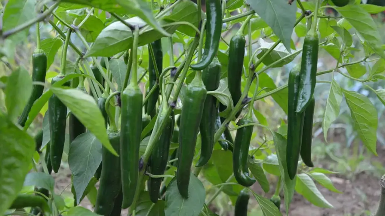 green chillies