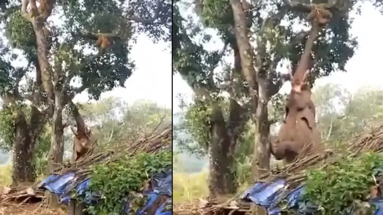 Elephant stands on hind legs to steal jackfruit in village, watch captivating moment
