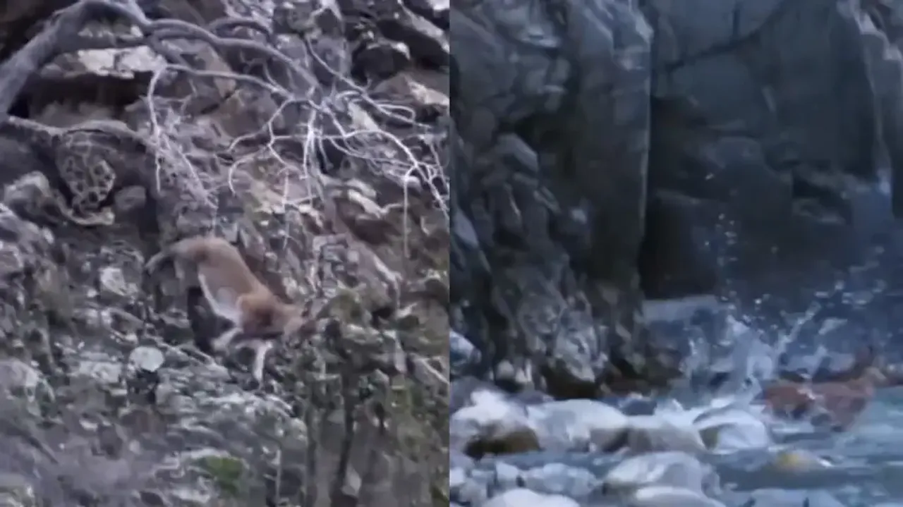 Catch me if you can! Mountain goat drags snow leopard on steep hill, wins the game; watch