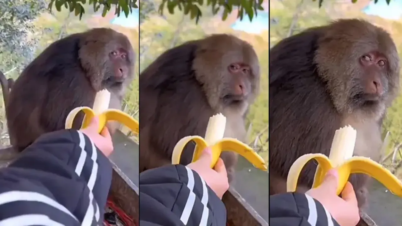 Suspicious monkey’s expression when offered half-eaten banana will leave you shocked; watch